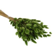 položky Sušený Lagurus (zajačí chvost) 65-70 cm 75 g