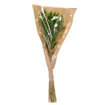 položky Sušený Lagurus (zajačí chvost) 65-70 cm 75 g