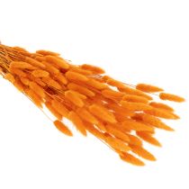 položky Trs zamatovej trávy Lagurus, sušený, 70 cm, 100 g