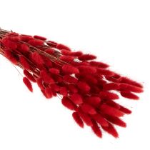 položky Sušený kytičný lagurus, dekorácia zo sušených kvetov, 70 cm, 100 g