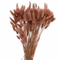 položky Suché kvetinárstvo králičie chvostové trávy Lagurus červenohnedé 100g