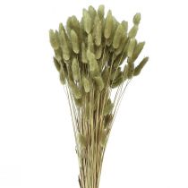 položky Lagurus sušená oliva z králičieho chvosta 65-70cm 100g
