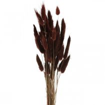 položky Suché kvetinárstvo, okrasná tráva, Lagurus Brown L35–50cm 25g