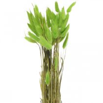 položky Zamatová tráva zelená, lagurus, suché zdobenie, sušená sladká tráva L18-50cm 25g