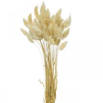 položky Dekoračná tráva, bielená tráva, Lagurus ovatus, aksamietnica L40–55cm 25g