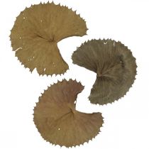 položky Lotosové listy sušené prírodná suchá dekorácia lekno list 50 kusov