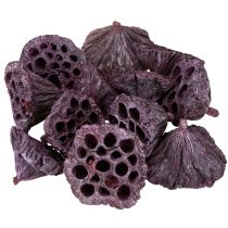 položky Lotosové kapsuly, suché kvetinárstvo, lotosová cibuľka ružová, praná biela 50 kusov