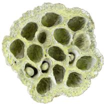 položky Lotosová banka mix zelená umývaná Ø6cm - 10cm 50 ks