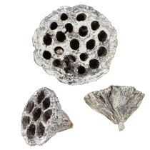 položky Dekoratívna fľaštička Lotos Natural Lotus, biela 6-8 cm, 50 ks