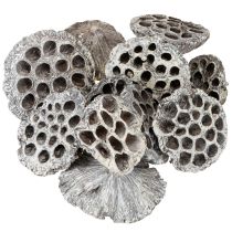 položky Dekoratívna fľaštička Lotos Natural Lotus, biela 6-8 cm, 50 ks