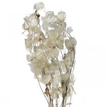 položky Lunaria sušené kvety mesačná fialka strieborný list sušený 60-80cm 30g