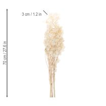 položky Sušené kvety Lunaria, mesačná fialka, strieborný list, sušené, 60-80 cm, 30 g