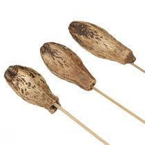 položky Mahagónové struky Suchá dekorácia Natural 45cm 50 ks