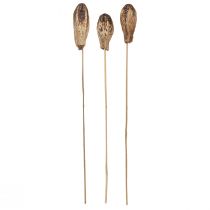 položky Mahagónové struky Suchá dekorácia Natural 45cm 50 ks