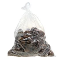 Článok Kornútky Maritima 10/14 prírodné 50 kusov