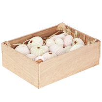 položky Námorná dekorácia mušľa ježovky ružová, biela rozptylová dekorácia 20 kusov