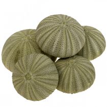 položky Námorná dekorácia morský ježko zelená letná dekorácia Ø5-6cm 15 ks