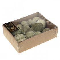 položky Námorná dekorácia morský ježko zelená letná dekorácia Ø5-6cm 15 ks