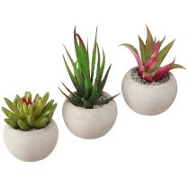 položky Mini sukulenty v kvetináči Dekorácia na umelé rastliny Ø6,5cm 6ks