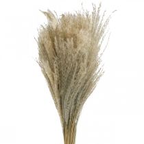 Suchá tráva Miscanthus 55-75 cm Perová tráva prírodná 100p