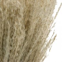 položky Suchá tráva Miscanthus 55-75 cm Perová tráva prírodná 100p