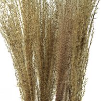 položky Miscanthus Trstina čínska suché trávy suché dekorácie 75cm 10ks