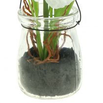 položky Mak v dóze na zavesenie Biely V22cm