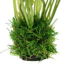 položky Mak biely v tráve 23cm