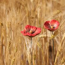 položky Keramická romantická dekorácia v tvare kvetu maku do jarnej záhrady a záhonov 31 cm, 6 ks