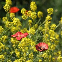 položky Keramický záhradný kolík s makom, nezvyčajný dizajn do záhonov, 52 cm, 2 kusy