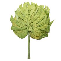 položky Dekoratívne listy monstery pre boho a mestskú džungľu