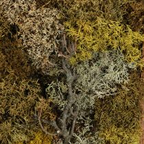 položky Machový obraz pravý machový obraz s rámom zachovalý 40×30cm