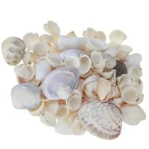 položky Dekorácia lastúry mini kúkol slimáky ulity 1-3cm 340g