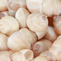 položky Mušle Umachi 500 g