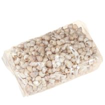 položky Mušle Umachi 500 g