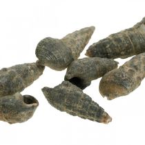 položky Prírodniny, prírodné slimáky 6–10 mm, morská dekorácia 1kg