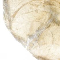 položky Plážová dekorácia, capiz mušle 5-10cm, prírodniny, perleť, námorná 1kg