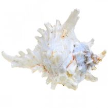 položky Škrupina Chicoreus ramosus 16cm 3 ks