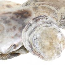 položky Námorná dekorácia, mušle Capiz, prírodniny perleť, fialka 8–14 cm 1kg