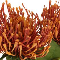 položky Ihelníček Exotický umelý kvet Pomaranč Leucospermum Protea 73cm 3ks