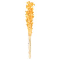 položky Aranžmán zo sušených kvetov Nigella na dlhodobé použitie. Elegantný pútavý vzhľad. 70 cm 50 g