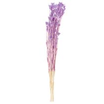 položky Kytica sušených kvetov Nigella, dekoratívne využitie v obývačke, vytvára jedinečnú atmosféru, 70 cm, 50 g