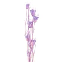 položky Kytica sušených kvetov Nigella, dekoratívne využitie v obývačke, vytvára jedinečnú atmosféru, 70 cm, 50 g