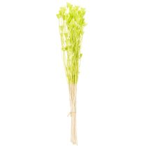 položky Sušené kvety nigelly, pôvabná prírodná dekorácia do domácnosti, 70 cm, 50 g