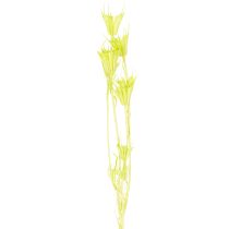 položky Sušené kvety nigelly, pôvabná prírodná dekorácia do domácnosti, 70 cm, 50 g