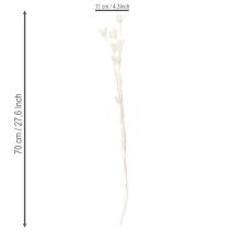 položky Sušené kvety Nigella, kytica elegantnej prírodnej dekorácie do exkluzívnych interiérov, 70 cm, 50 g