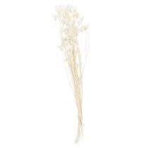 položky Sušené kvety Nigella, kytica elegantnej prírodnej dekorácie do exkluzívnych interiérov, 70 cm, 50 g