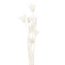 položky Sušené kvety Nigella, kytica elegantnej prírodnej dekorácie do exkluzívnych interiérov, 70 cm, 50 g