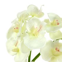 položky Orchidea krémovo-biela L57cm 6ks