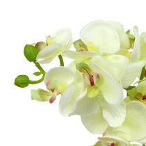 položky Orchidea svetlozelená 56cm 6ks